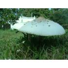James Island: Giant mushroom