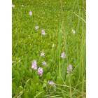 Leland: Water Hyacinths in Leland