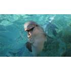 Orlando: : Smiling Dolphin at Orlando Sea World