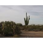 Picture Rocks: Sahuaro -Morning Glory Praising God