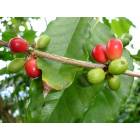 North Kona: Kona Coffee Beans, picture taken in Kona, HI