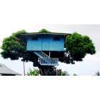 North Kona: House built on a mango tree, picture taken in Kona, HI