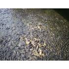 Linesville: fish at spillway