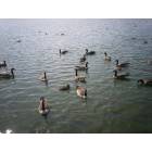 Linesville: geese, duck fighting with the fish