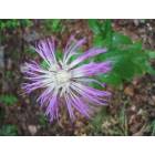 Sierra Vista: summer bloom in Garden Canyon