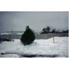 Syracuse: : Xmas Tree planted by me in Snow at Microtel Hotel Carrier Circle Syracuse