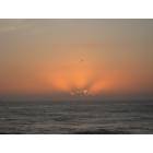 Flagler Beach: Flagler Sunrise and a lone gull
