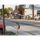 Darby: Deer in Darby - Antique Stores in the back Ground
