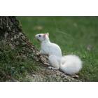 Olney: Olney White Squirrel