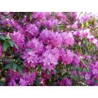 Newburg: Rhododendron in Bloom in Newburg
