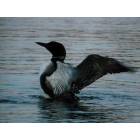 Orland: Loon on Toddy pond