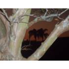 Merritt Island: my backyard in merritt island