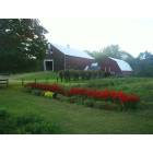 Montague: Barn and Flowers in Mondatuge MA