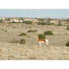 Eldorado at Santa Fe: Pronghorn Antelope with Eldorado homes in the background
