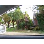 Anderson: Some palm trees in Anderson SC