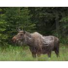 Nikiski: Moose