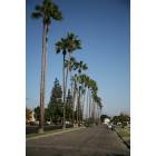 Fountain Valley: Line of palm trees along Tabert Ave. with Saddleback in the distance