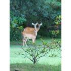 Orchard Park: Deer-ly Loved Family Portrait