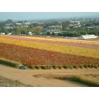 Carlsbad: Carlsbad Flower Fields