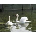 Lancaster: : Swans in Lancaster County, PA