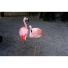 St. Petersburg: Flamingos at Sunken Gardens
