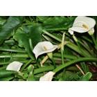 San Luis Obispo: Calla Lillies at the Mission in SLO