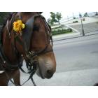 New Orleans: : A carraige horse off of Bourbon St