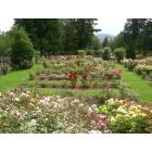 Portland: Portland International Rose Garden