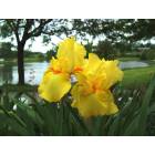 Jefferson City: Spring Flowers at McKay Park