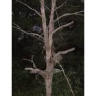 Timberon: timberon