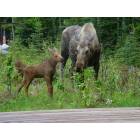 Kenai: : Mother Moose and Twins in Backyard