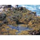Makaha Valley: Kaena Point tidepools