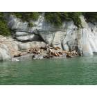 Haines: Sea Lion Rookery just outside Haines. represents one of the healthiest populations in Alaska