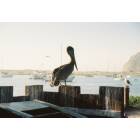 Morro Bay: : PELICAN IS THE CENTER OF ATTENTION!!!