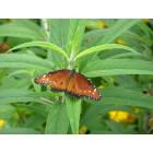 Orlando: : Butterfly at rest