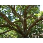 Johns Island: Angel Oak tree at Legree Farms in Johns Island