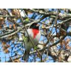 Hardy: Male Rose-Breasted Grosbeak
