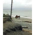 Sequim: : Horses on the beach near the Dungeness Spit