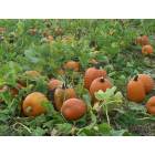 Shelton: Pumpkin Seed Hill