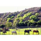 Santa Paula: Horses on Ojai Rd.