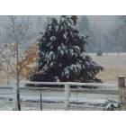 Hornbrook: snowfall 11-05-2008 on hornbrook rd.