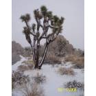 Twentynine Palms: J.T.N.P. in  Twentynine Palms