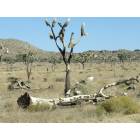 Twentynine Palms: Post fire Jousua Trees