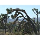 Twentynine Palms: Leaning Trees