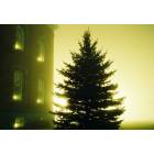 Wauseon: A foggy night in 2006, photo is a pine tree on the north side of Fulton County court house