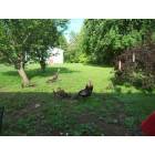 Wolcott: wild turkeys in my yard