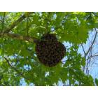 Mountain Grove: Swarm of Bees in my bckyard