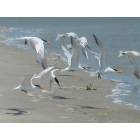 Tybee Island: Skimmers landing on Little Tybee Island, GA, a protected island accessible by boat from the south end of Tybee Island, GA