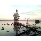 New Bern: : View of a white tree from the shore of Glenburie Park (sunset Dec 27th, 2008)