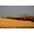 Smithfield: Corn field in October